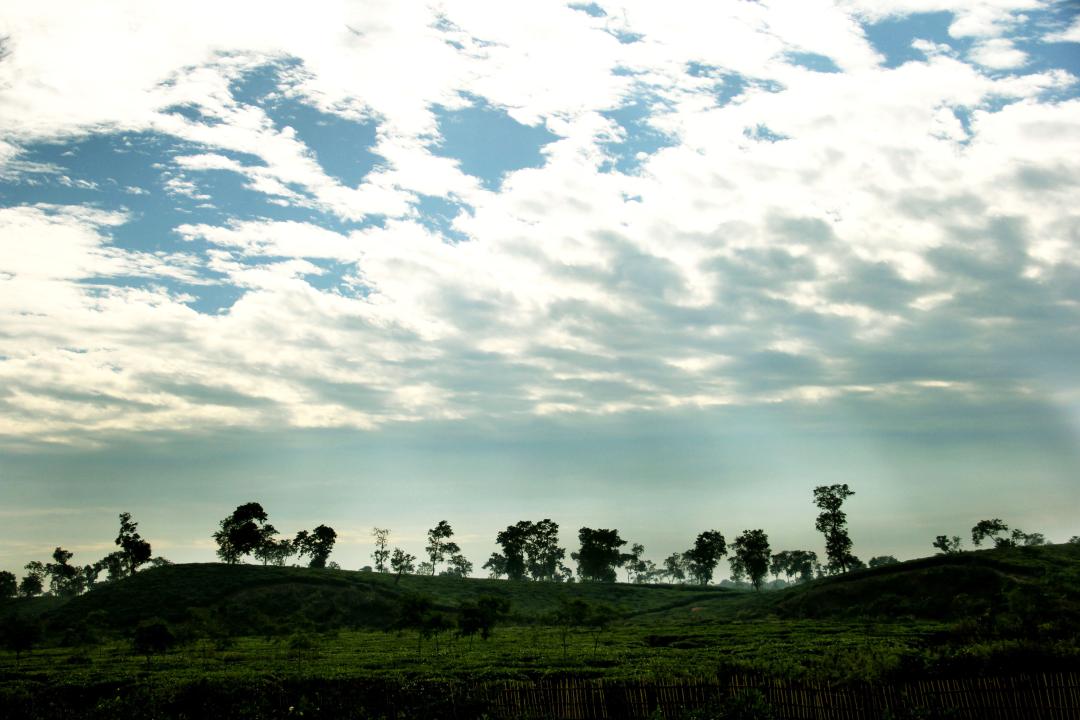 Tea plantation at a rural village in Bangladesh.