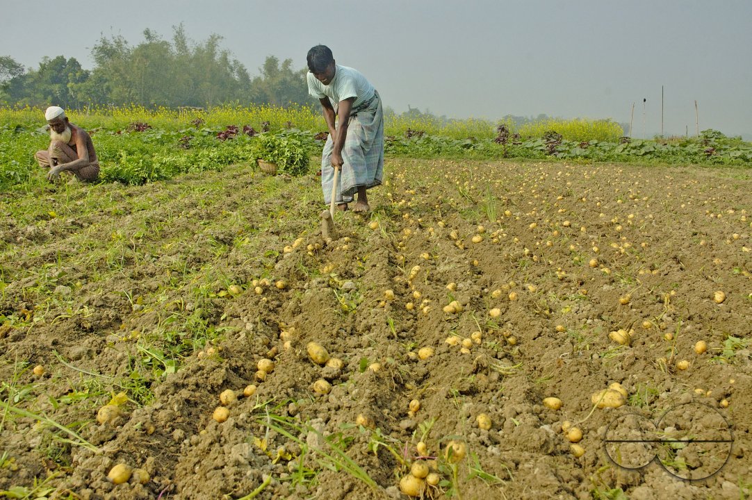 Potato Harvest, Singair