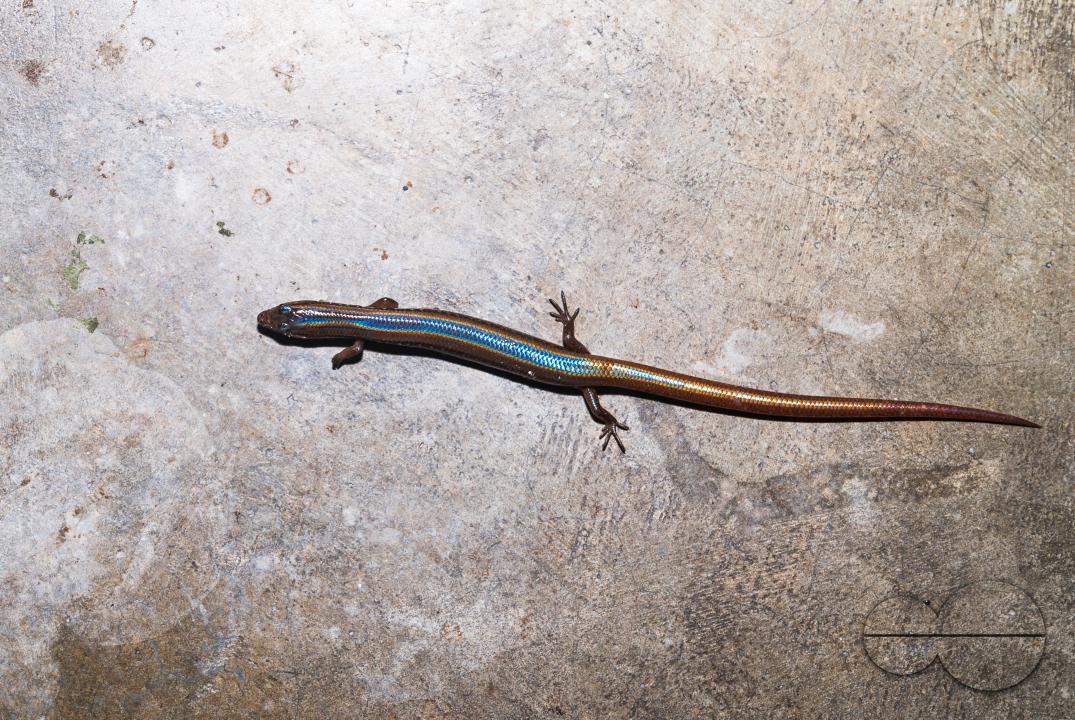 A white-spotted supple skink enters the house in search of prey and the light falling on it casts a rainbow of colors
