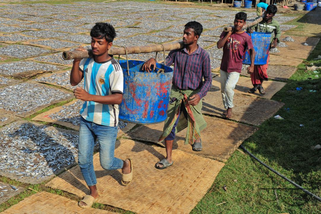 Workers are busy processing dried fish at the Lama Kazi area of Sylhet
