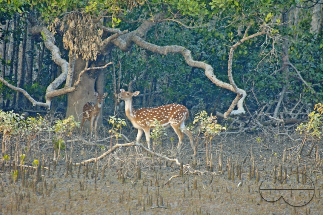 Sundarbans, Khulna, Bangladesh