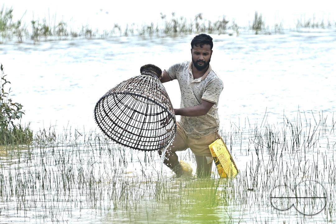 People fishing in a flooded agricultural field using traditional fishing methods in Bishalgarh, 17km away from Agartala