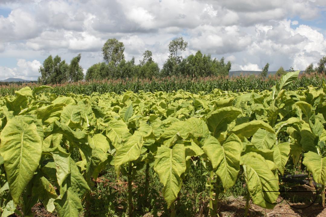 A field of yellow tobacco in Guruve