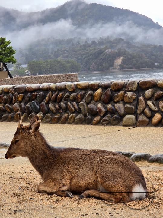 Deer near the site of the Todaiji Temple in Nara