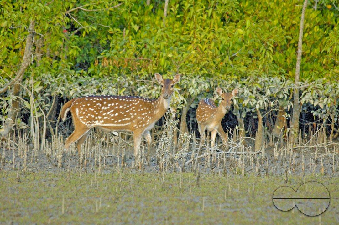 Sundarbans, Khulna, Bangladesh