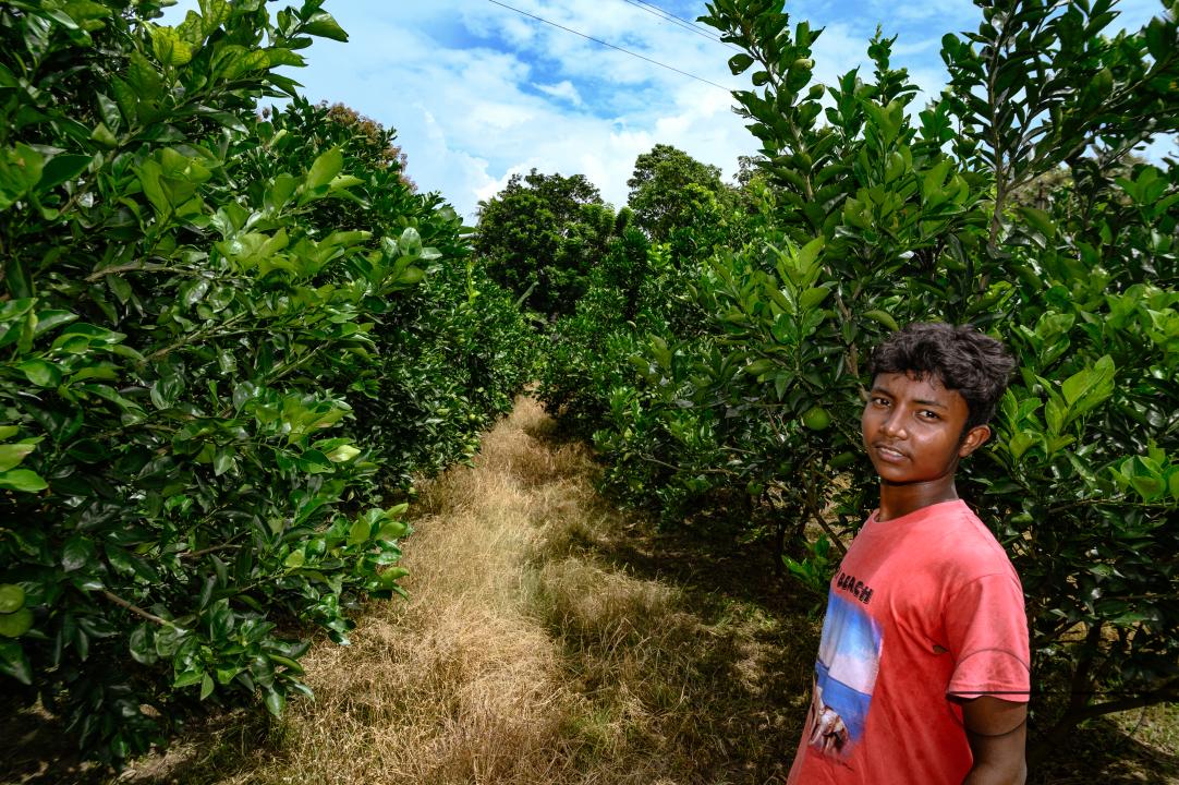 Sweet Malta Orange Fruit Plant or Sweet Malta Lemon is a delicious and easy-to-peel fruit; rich in vitamins, minerals, and antioxidants, and is generally described as tasting like molasses