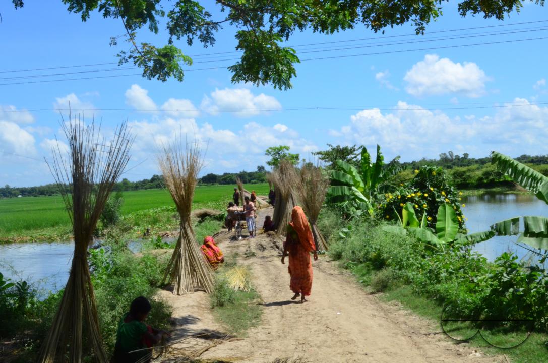 Farmers in Pabna have found an added income from selling jute sticks from jute fibres in the area, thanks to the rise of its commercial use