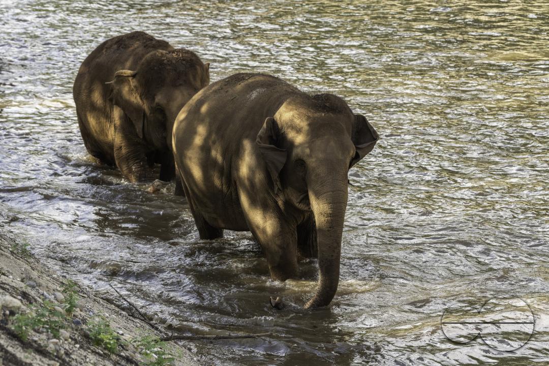Two elephants are walking in the river, at the Elephant Nature Park, a rescue and rehabilitation sanctuary for animals that have been abused and exploited, in Chiang Mai, Thailand.