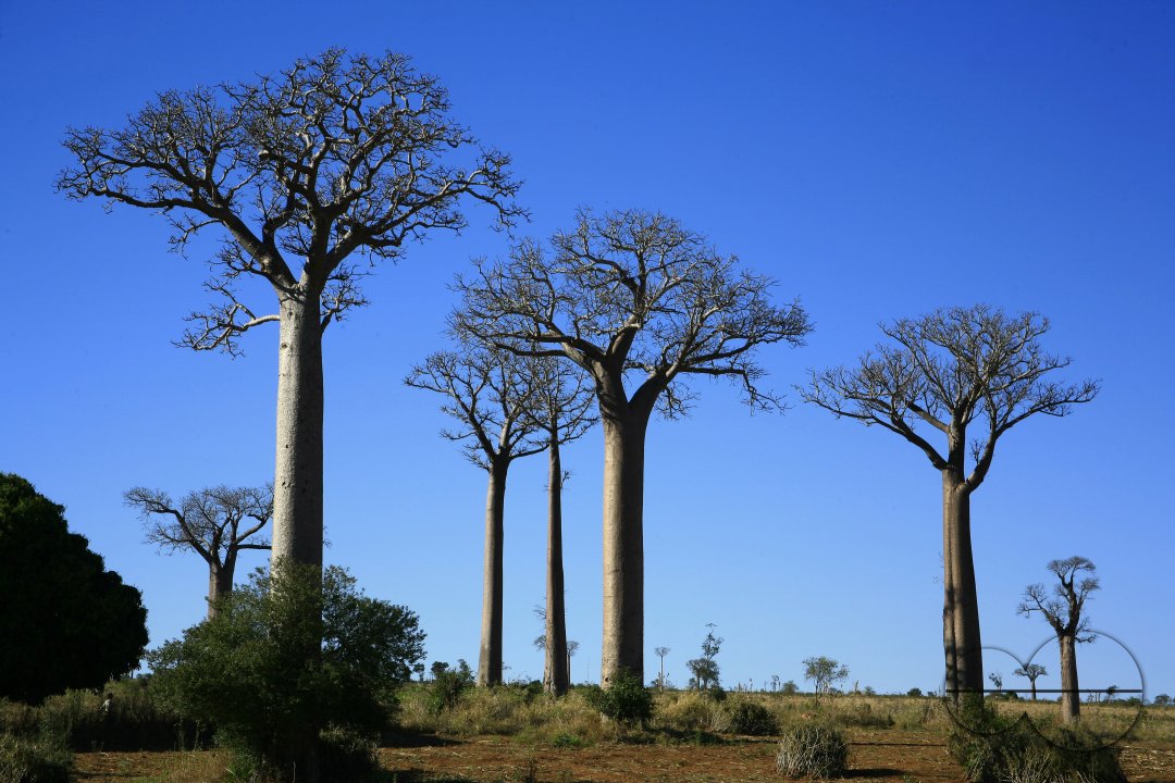 MWC005388