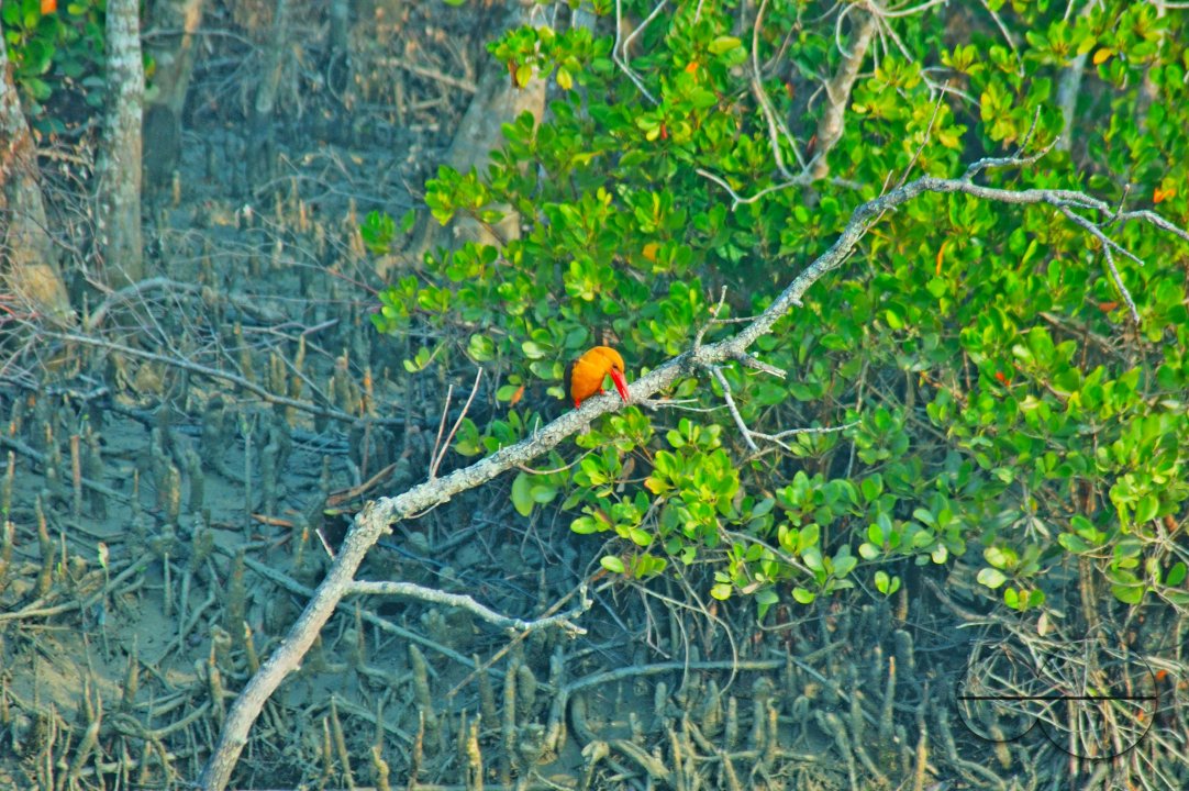 Sundarbans, Khulna, Bangladesh