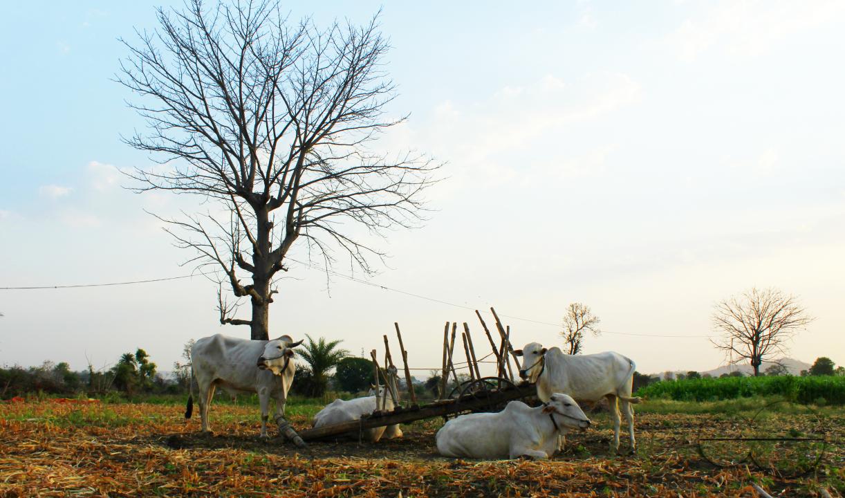 Cows at a paddy field in a rural village