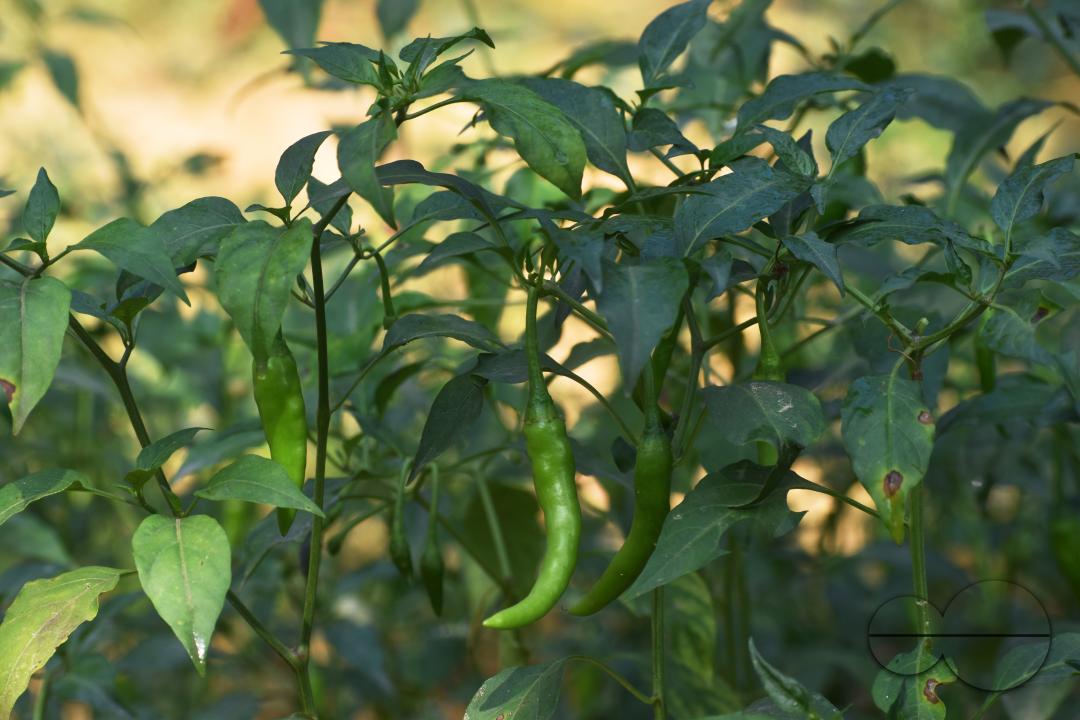 People plant vegetable and fruit trees for food at the Balukhali refugee camp