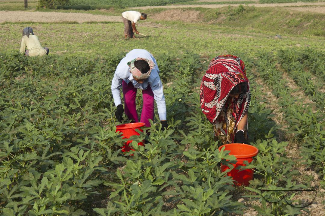 Bangladeshi farmers growing abelmoschus esculentus also called Lady's Finger at a vegetable field