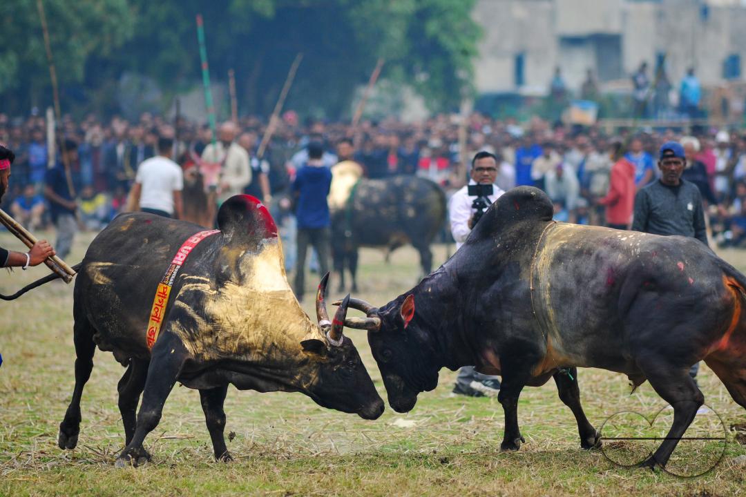 Two bulls competing in a huge bull fight organized by local residents at Khasarkandi field of Patli union of Jagannathpur upazila of Sunamganj district