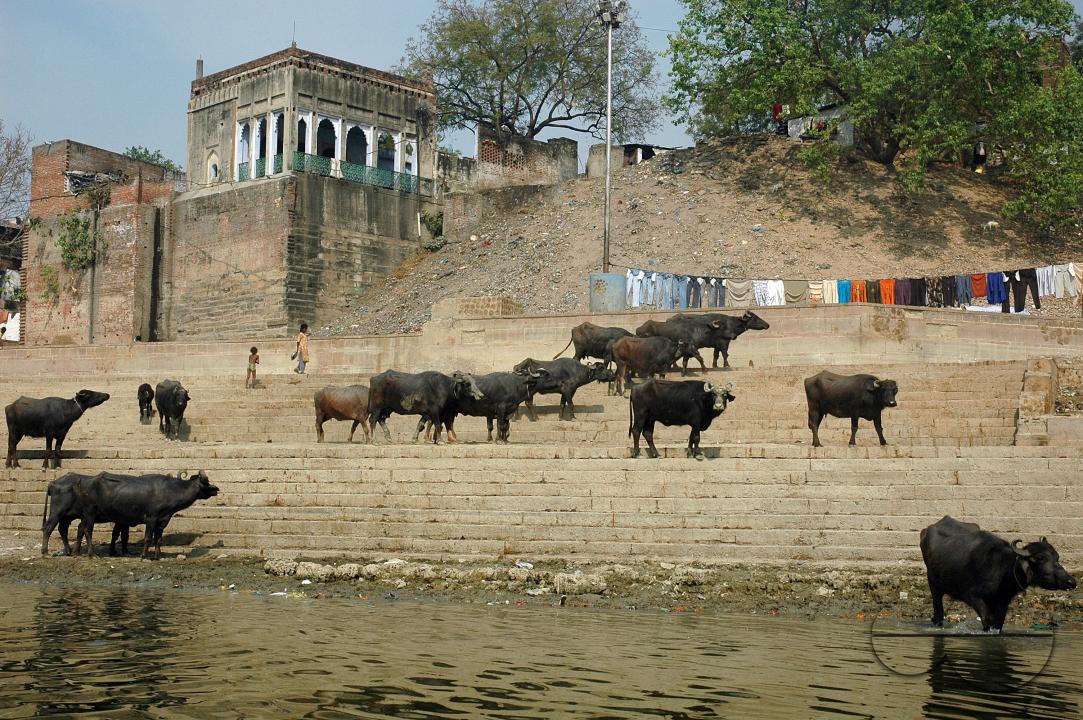 Benaras is considered as the cultural capital of the oldest and holiest cities in India and home to the most famous ghats (150 steps leading down to the river) in the country