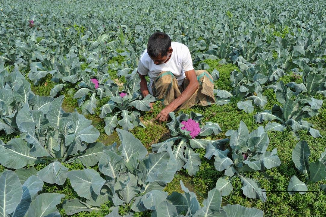 A young farmer with Valentina and Corotina, 2 varieties of cauliflower, which are Anti-diabetic and anti-cancer grown on his fields
