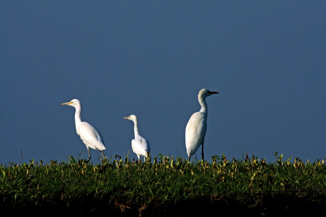 Bangladeshi Birds