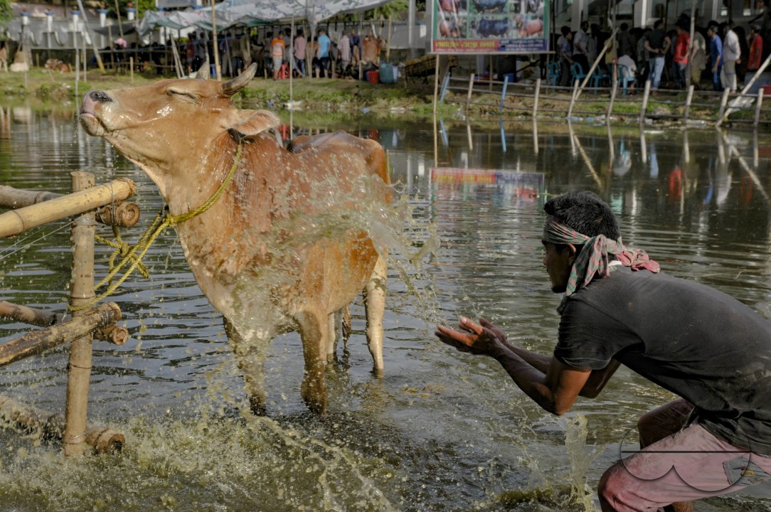 Cow Market