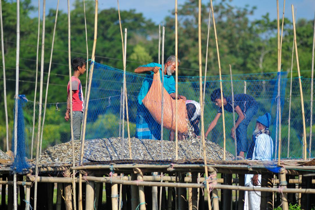 Workers are busy processing dried fish at the Lama Kazi area of Sylhet