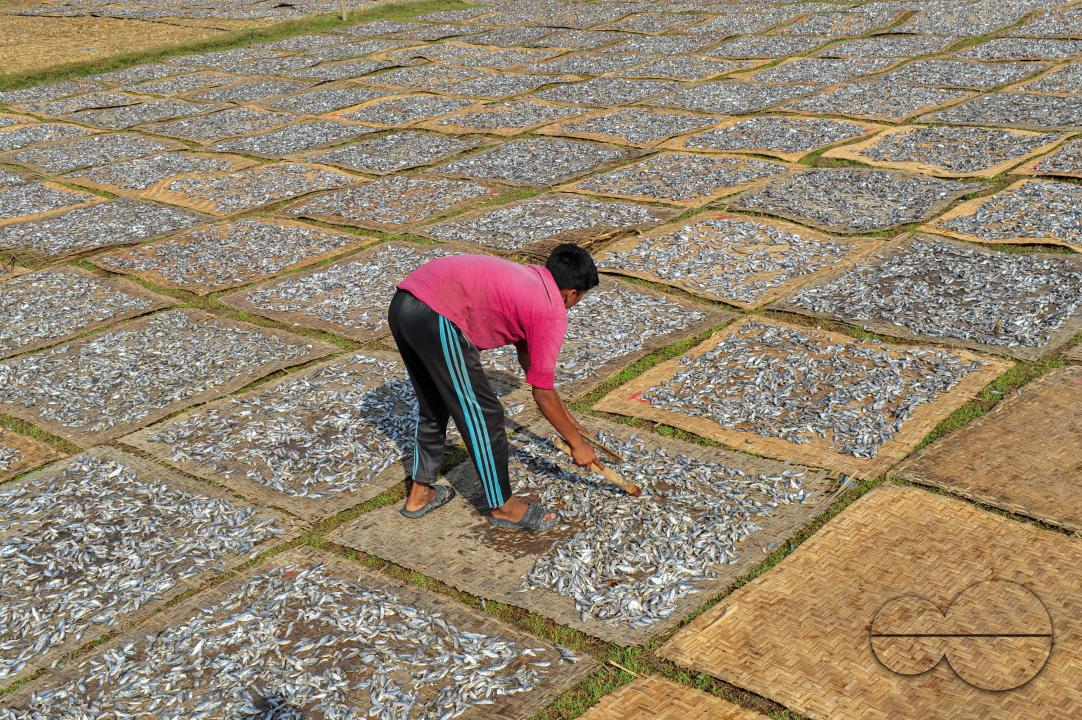 Workers are busy processing dried fish at the Lama Kazi area of Sylhet