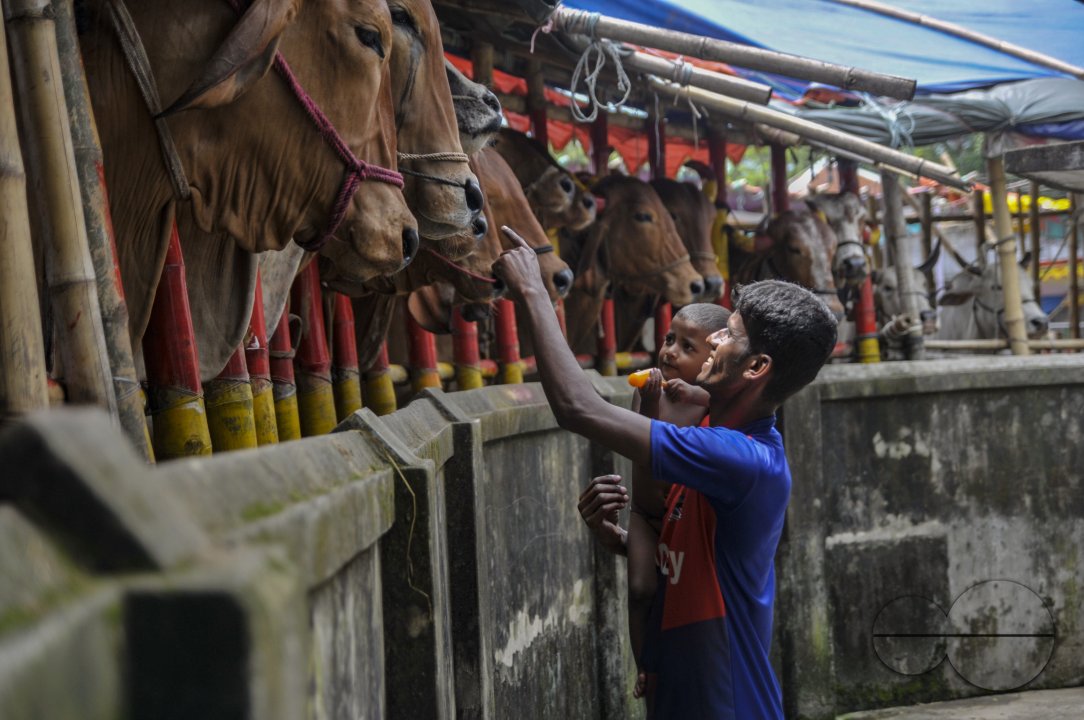 Cow Market