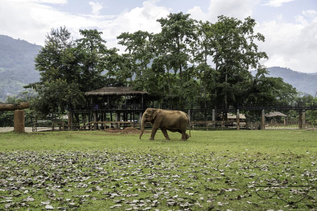 An elephant is seen walking alone in a field, at the Elephant Nature Park, a rescue and rehabilitation sanctuary for animals that have been abused and exploited, in Chiang Mai, Thailand.