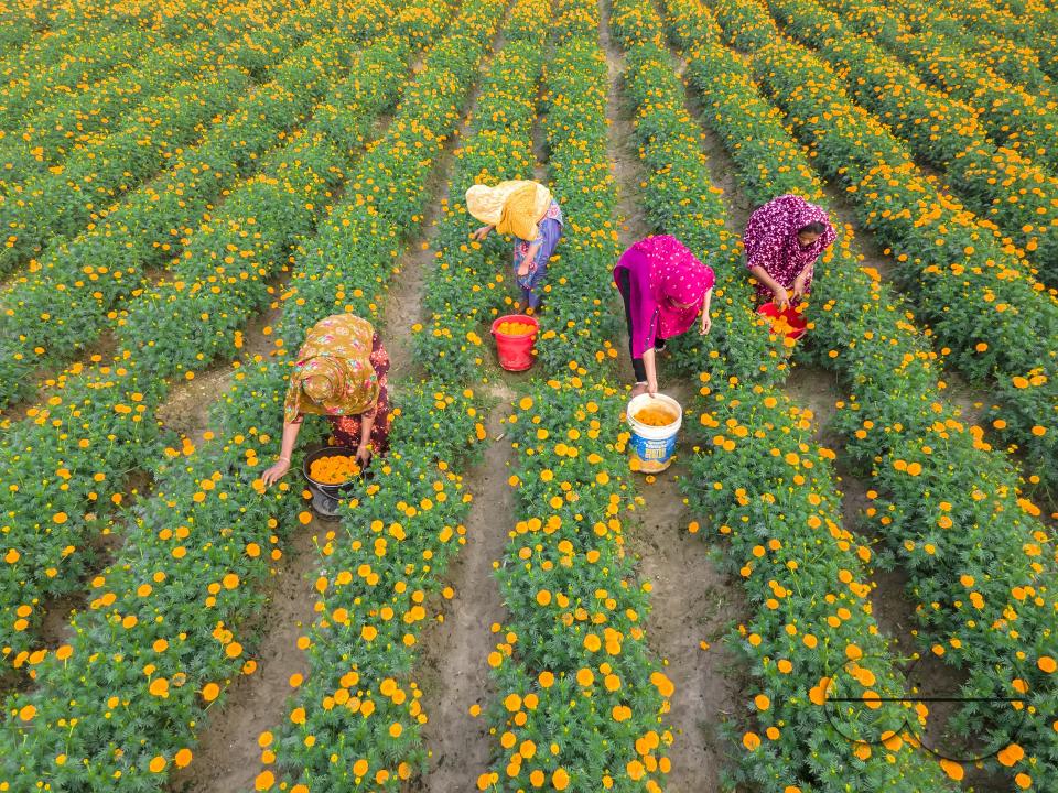 Marigold flowers at a flower garden in Jhikargacha upazila of Godkhali Union of Jessore