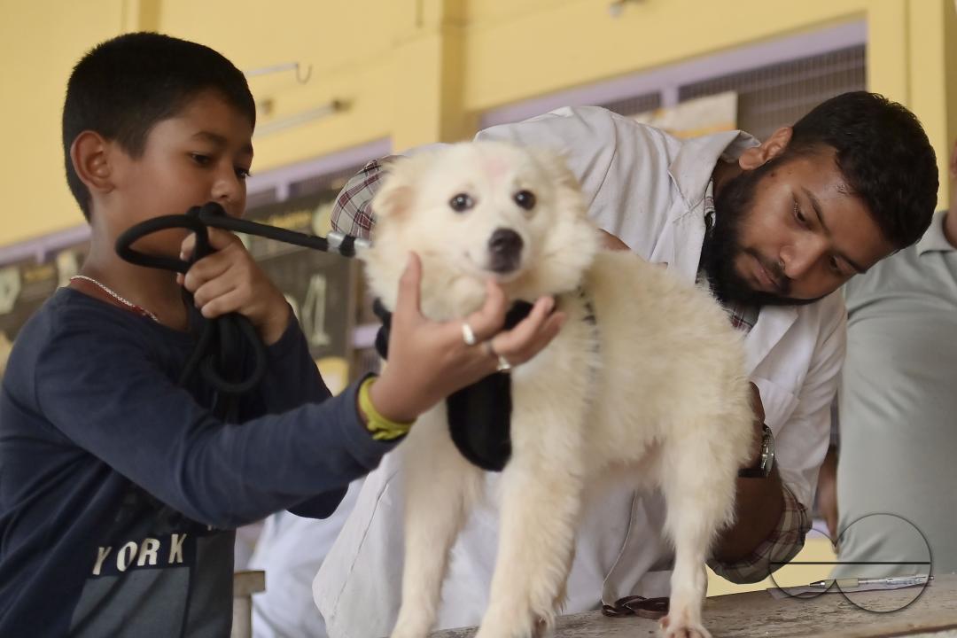 A dog is getting treatment and a vaccination on World Zoonoses Day in the State Veterinary Hospital at Agartala