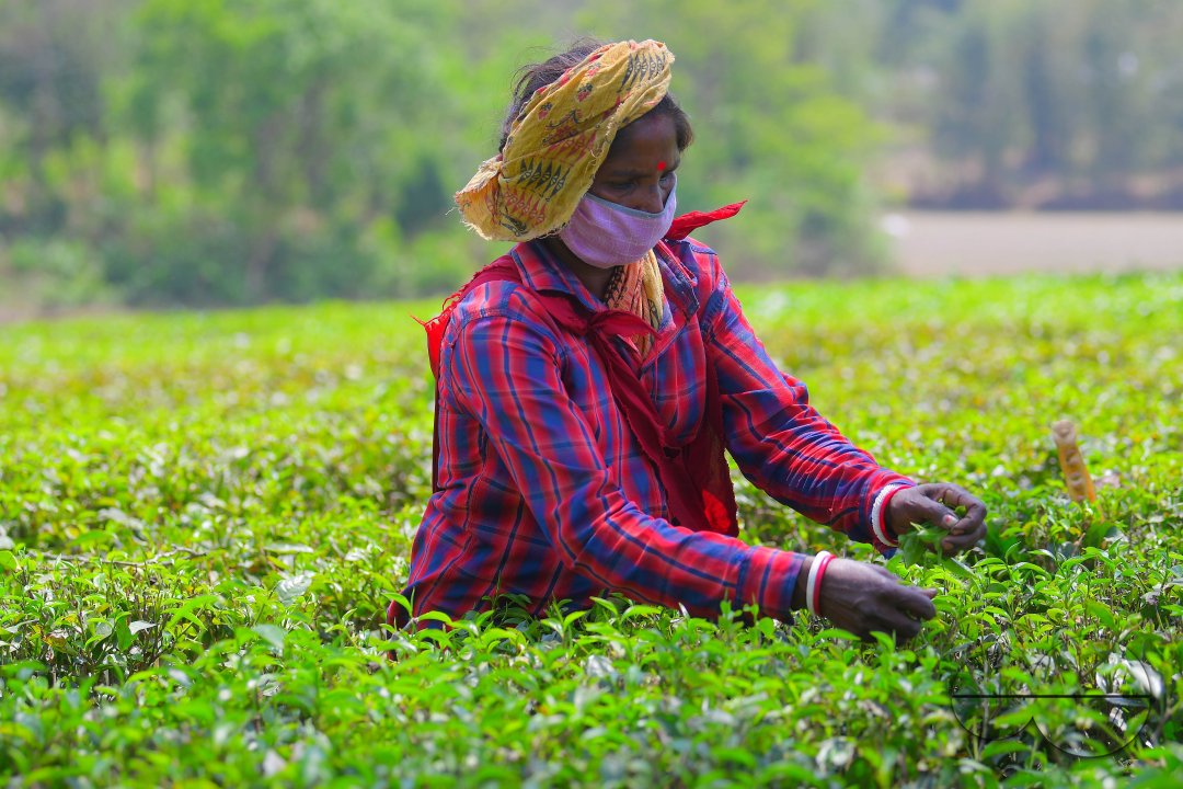 Tea garden workers during lockdown