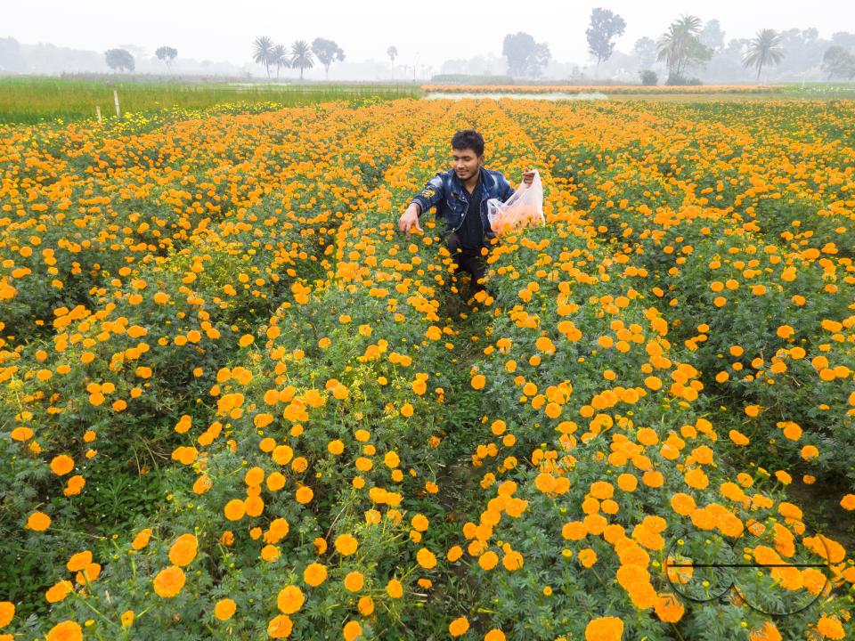 Marigold flowers at a flower garden in Jhikargacha upazila of Godkhali Union of Jessore