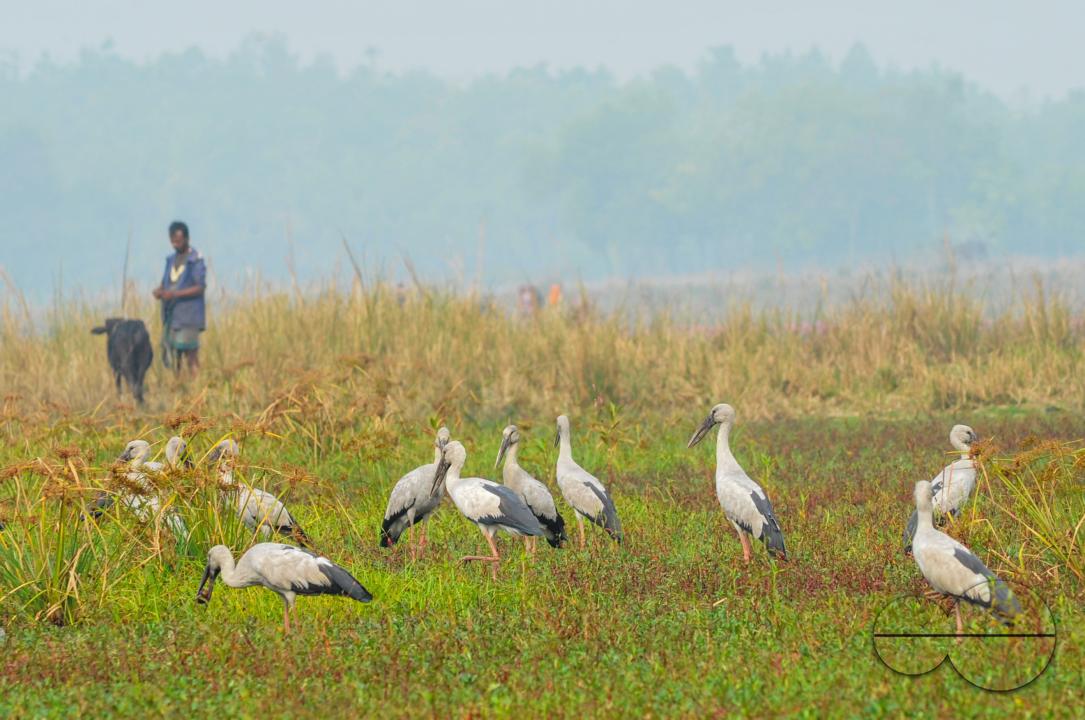On a foggy winter morning in Jaintapur Upazila in the foothills of Meghalaya bordering Bangladesh, Snail-Shelled birds are roaming in Dibir Haor