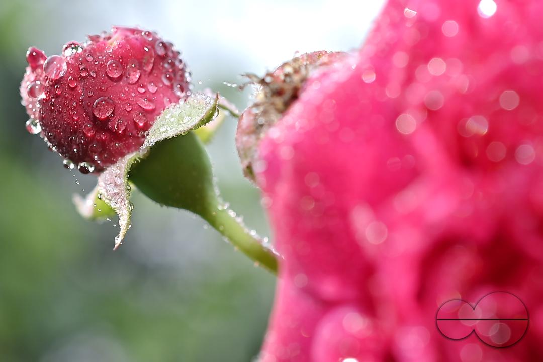 Dew drops on the leaves and flowers on a winter morning at Agartala, the capital city of India's northeastern state of Tripura