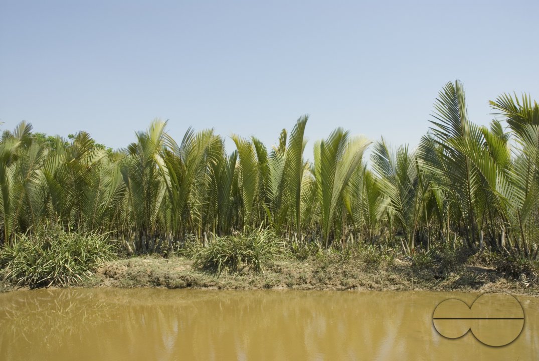 NIpa Palm: Golpata