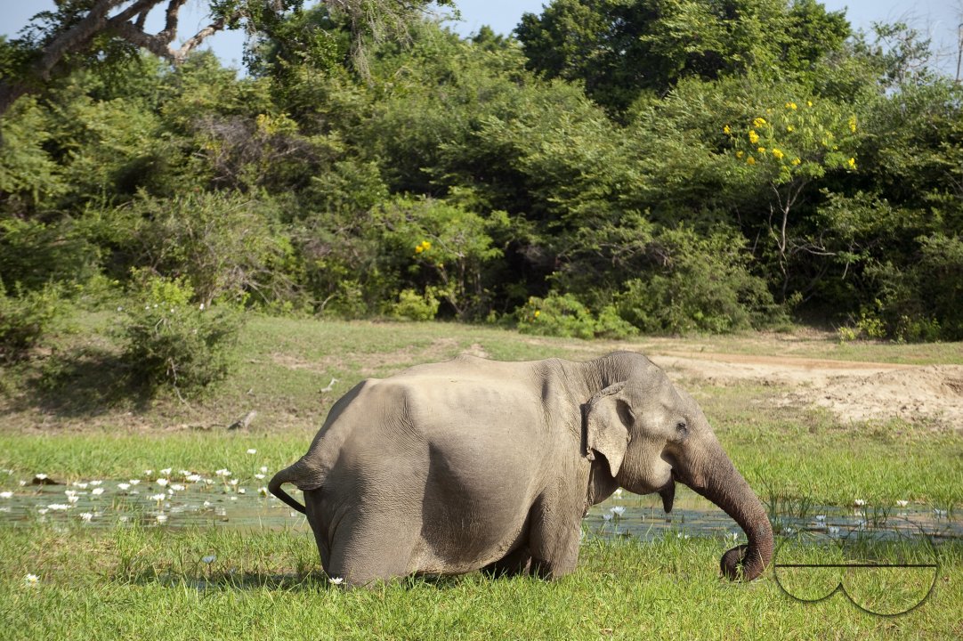 Elephant feeding at waterhole.