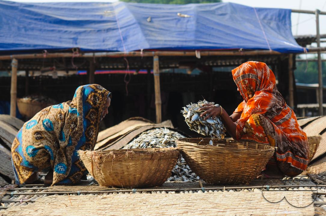 Workers are busy processing dried fish at the Lama Kazi area of Sylhet