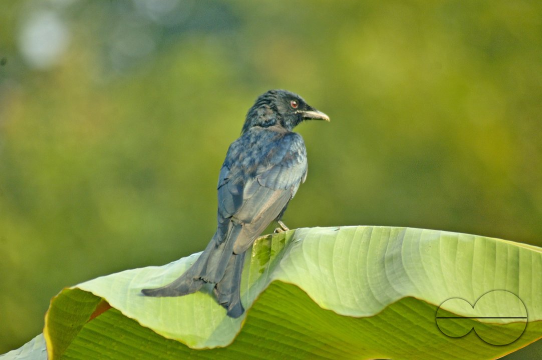 Black Drongo, Singair, Bangladesh