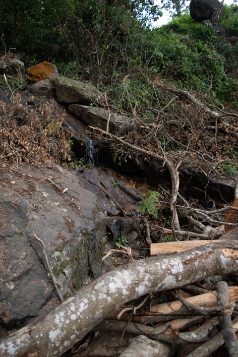 MWC031466