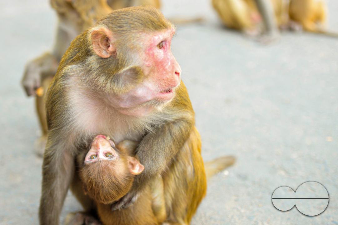The Rhesus Macaque monkey on the streets of Sylhet