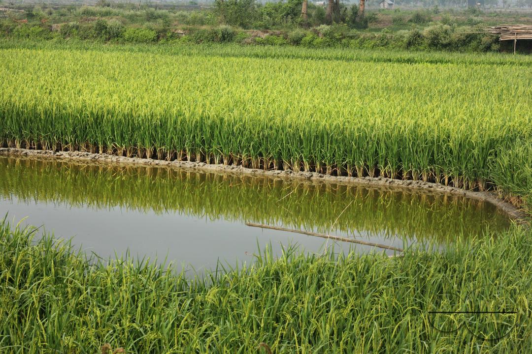 A green paddy field in Khulna, Bangladesh.