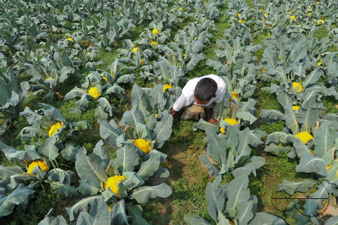 A young farmer with Valentina and Corotina, 2 varieties of cauliflower, which are Anti-diabetic and anti-cancer grown on his fields
