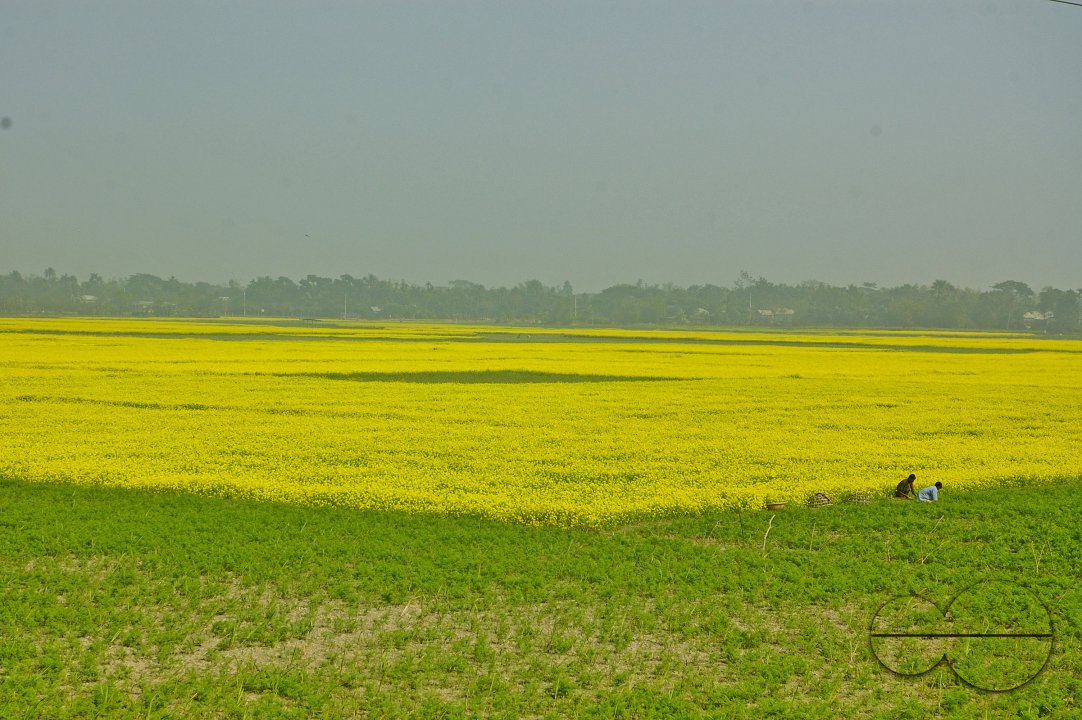 Mustard Field, Singair