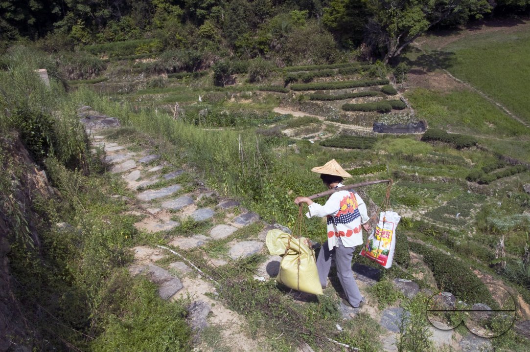 CHINA Peasants carrying sacks with tea leaves  during harvest time in Fujian province.