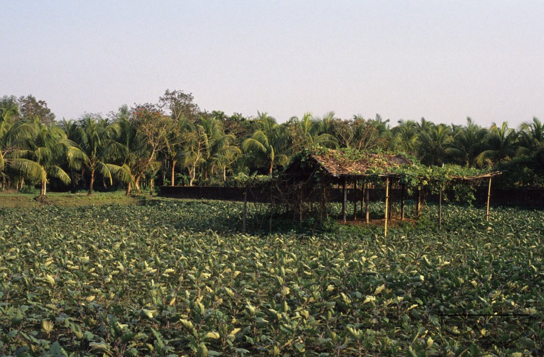 MWC003285