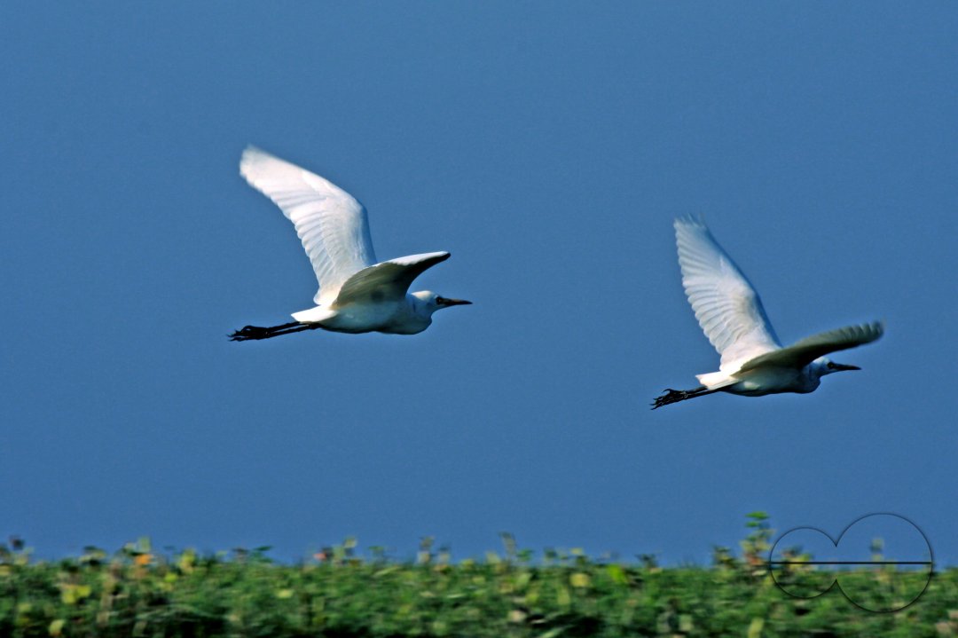Bangladeshi Birds