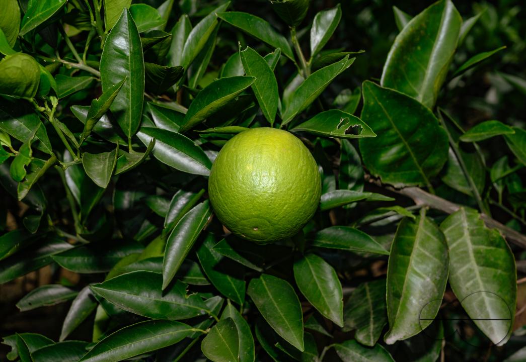 Sweet Malta Orange Fruit Plant or Sweet Malta Lemon is a delicious and easy-to-peel fruit; rich in vitamins, minerals, and antioxidants, and is generally described as tasting like molasses