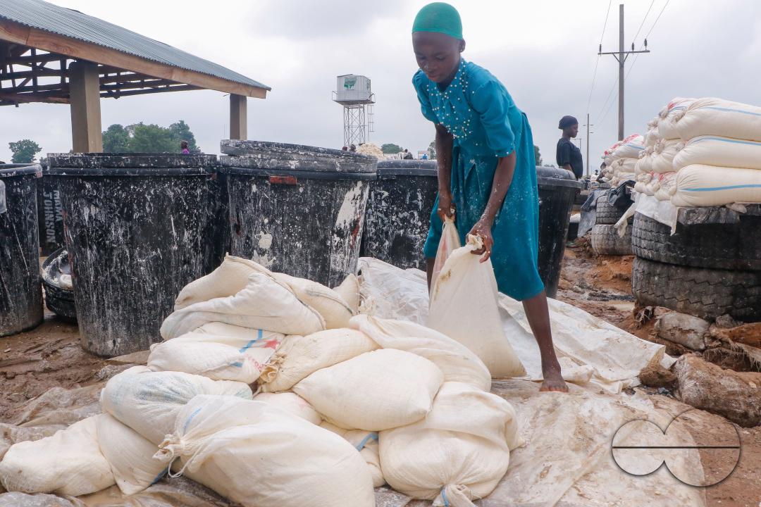 Females in Abuja are struggling and making strides in a local cassava processing factory under difficult conditions to produce flour as they wash out chaff from fermented cassava