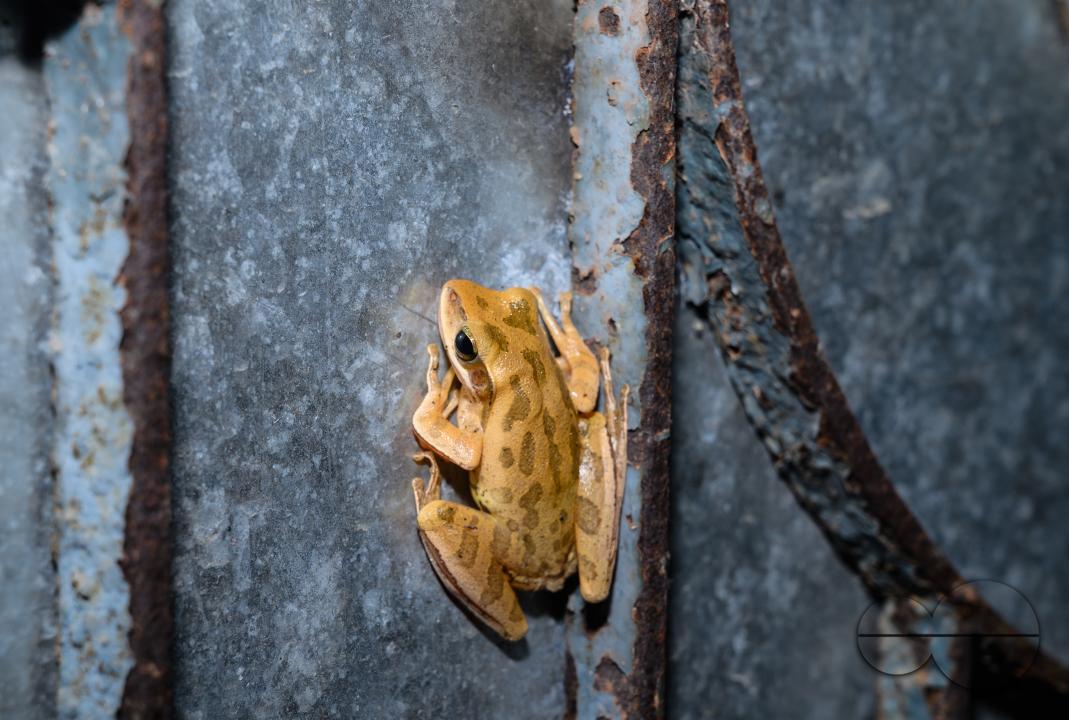 Polypedates bengalensis, the brown blotched Bengal tree frog, is a species of frog in the family Rhacophoridae