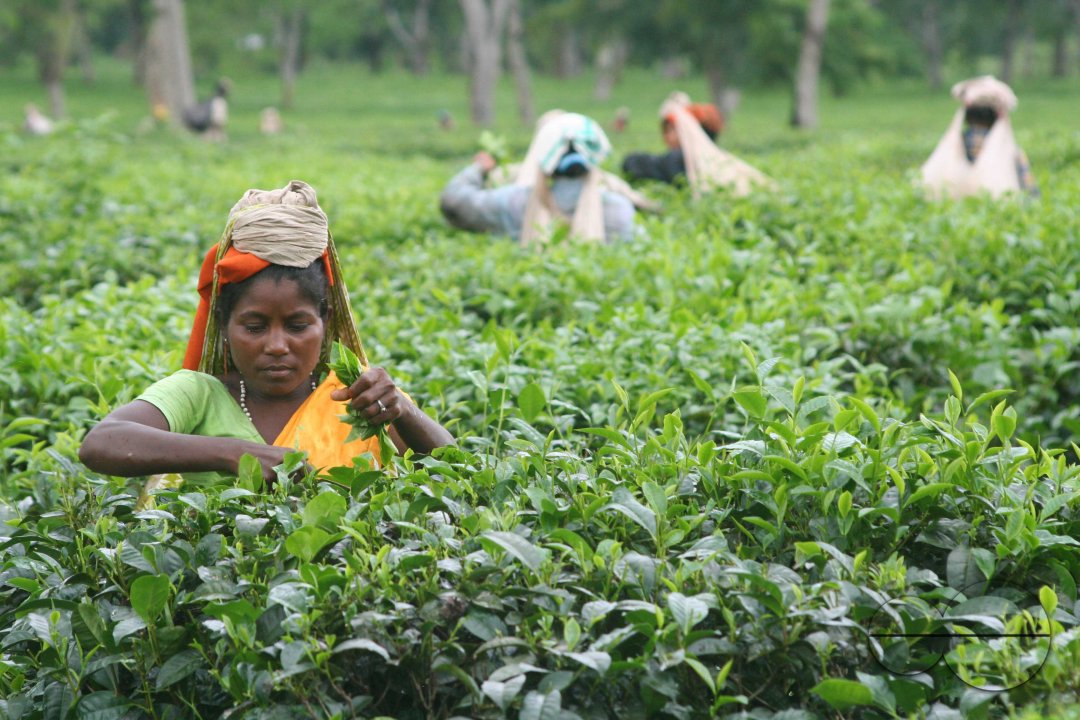 Preparation of emersion and the emersion of goddess Durga in Assam