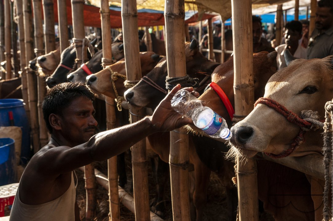 Cow Market