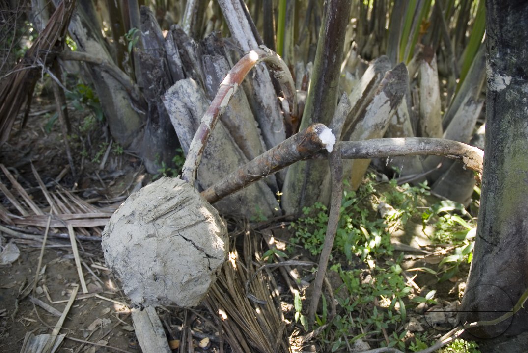 NIpa Palm: Golpata